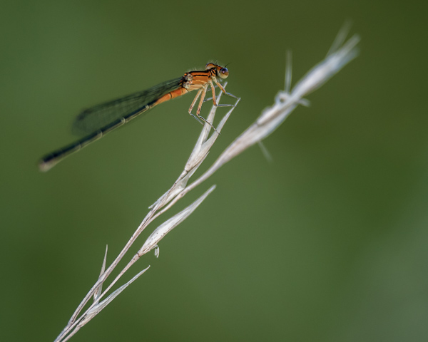 Eastern Forktail (immature male)