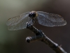Dragonfly (ID?)