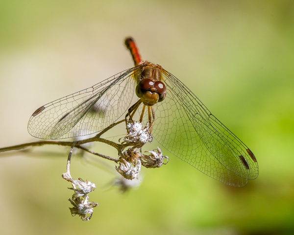 White-faced Meadowhawk (male)
