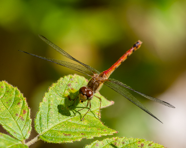 Meadowhawk with Prey (immature male)
