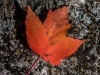 Opie's Maple Leaf #2