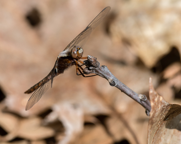 Chalk-fronted Corporal (imm. male)