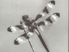 Twelve-Spotted Skimmer (salted paper print)