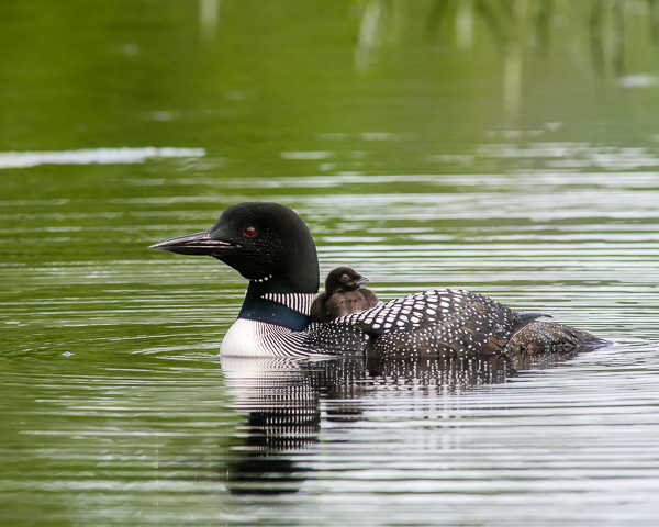 Adult and Chick #1 (2021 Loons)