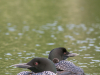 Two Adults and Once Chick (2021 Loons)