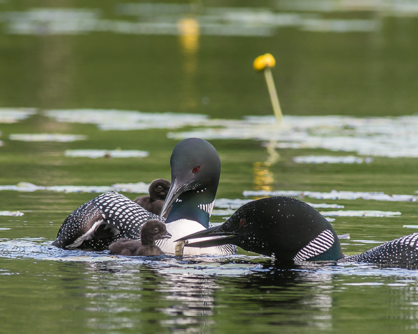 Feeding Sequence #1 (9:52:09 AM; 2021 Loons)