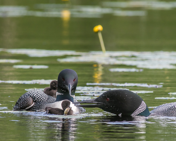 Feeding Sequence #3 (9:52:11 AM; 2021 Loons)