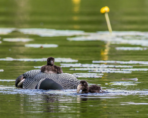 Feeding Sequence #4 (9:52:21 AM; 2021 Loons)