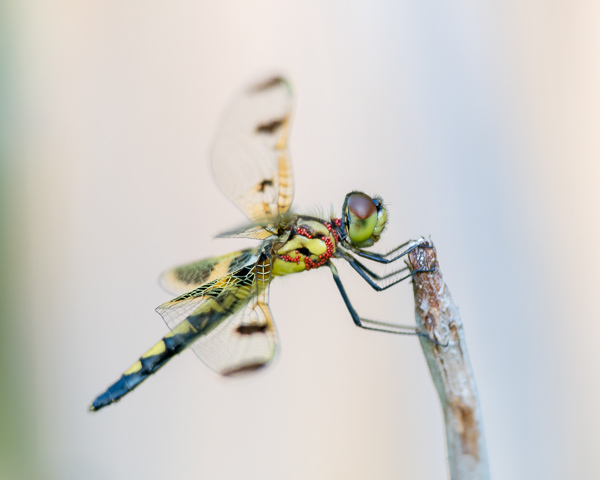 Calico Pennant (female) with Mites