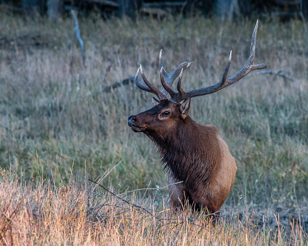 Elk Rut #9