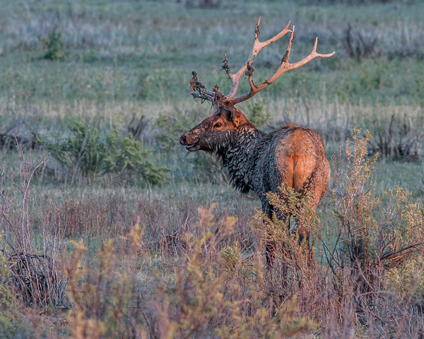 Elk Rut #12