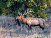 Elk Rut #4
