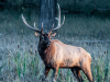 Elk Rut #8