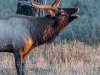 Elk Rut #10