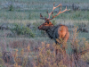 Elk Rut #12