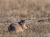 Prairie Dogs #4