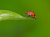 Ladybug Leap
