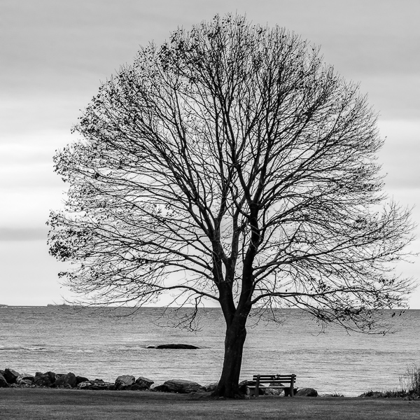 Great Island Common #4 (Winter Tree #1)