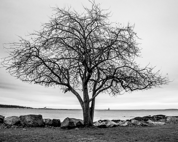 Great Island Common #6 (Winter Tree #3)