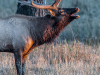 Elk Bugling (CW Russell NWR, MT) (September 2021)