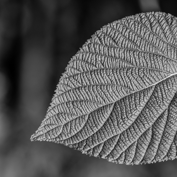 Hobblebush Leaf (detail)