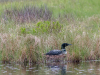 Loon on Nest (Gregg Lake, 18 May 2022) #2