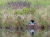 Loon on Nest (Gregg Lake, 18 May 2022) #3