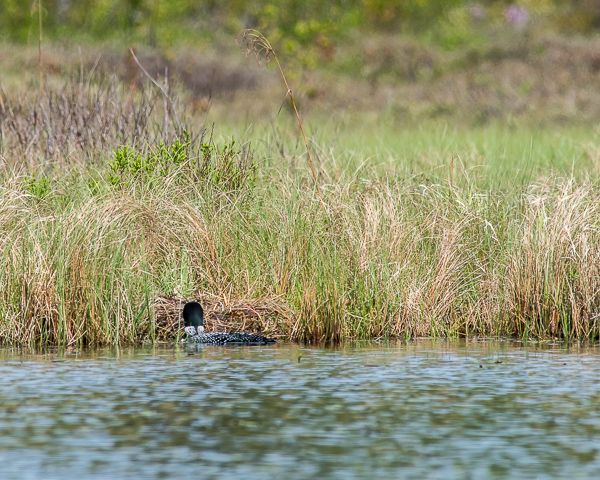 Loon Mounting Nest (1 of 12)