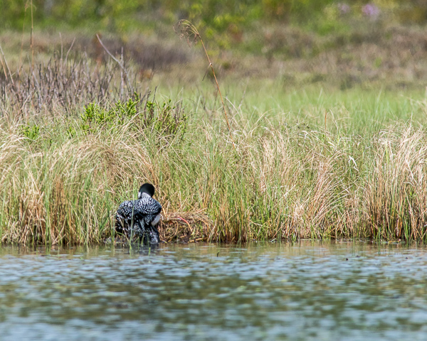 Loon Mounting Nest (2 of 12)