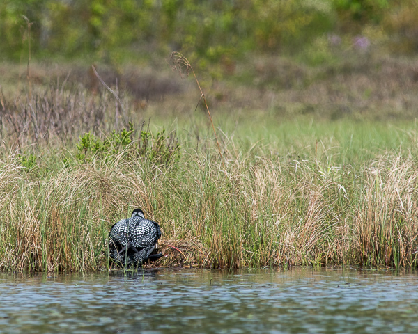 Loon Mounting Nest (5 of 12)