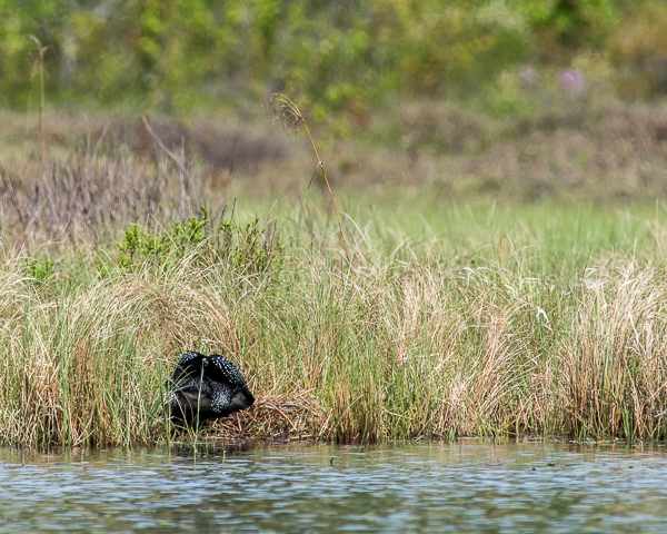 Loon Mounting Nest (6 of 12)