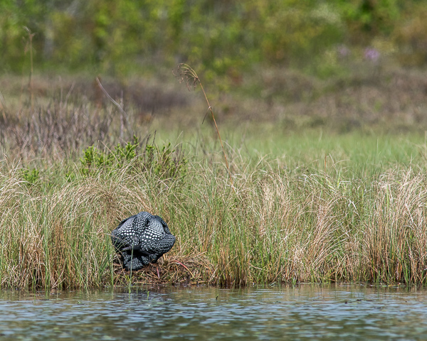 Loon Mounting Nest (8 of 12)