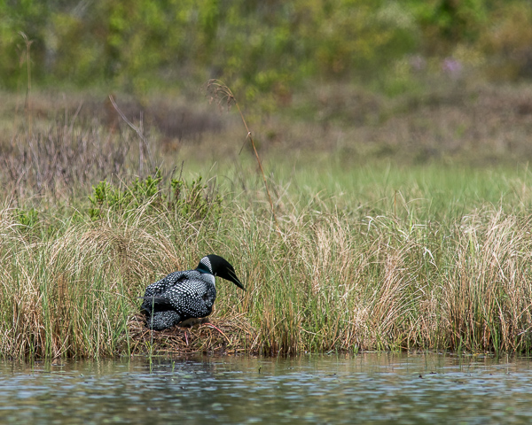Loon Mounting Nest (9 of 12)