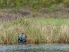 Loon Mounting Nest (5 of 12)