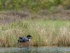 Loon Mounting Nest (10 of 12)
