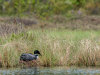 Loon Mounting Nest (11 of 12)