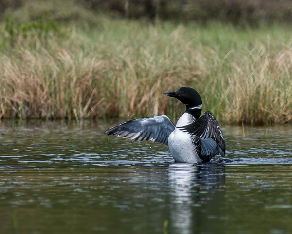 Loon 2 Stretching