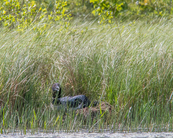 Loon on Nest (with 2x teleconverter)