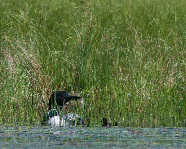Adult Loon and Chick #1
