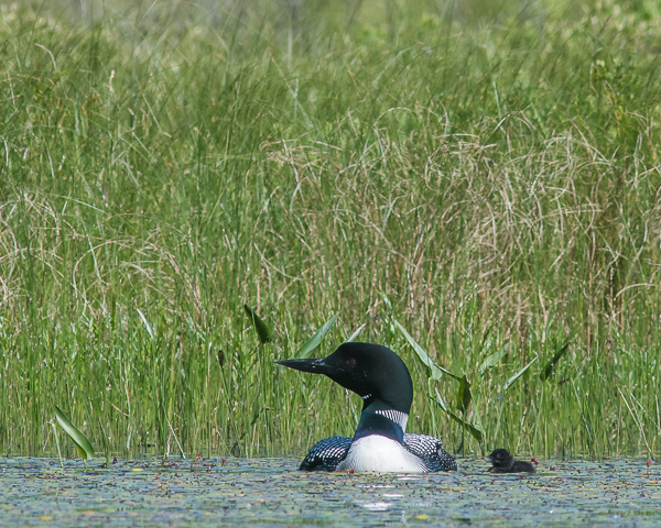 Adult Loon and Chick #3