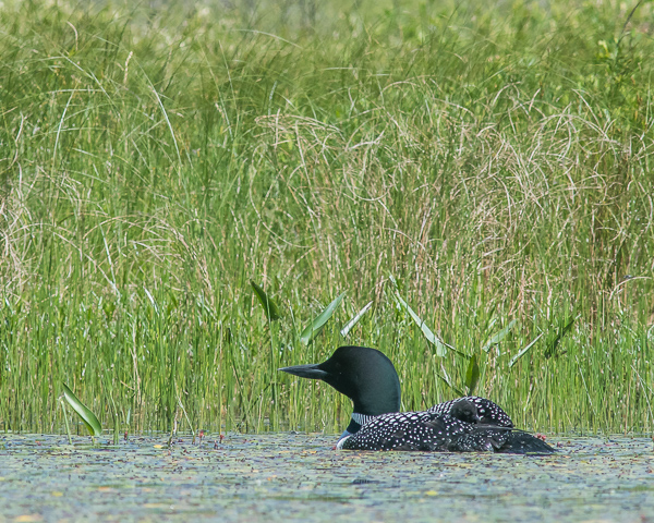 Adult Loon and Chick #4