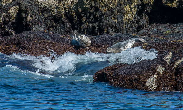 Harbor Seals (Monhegan Island)