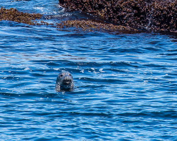 Harbor Seal in Water (Monhegan Island)