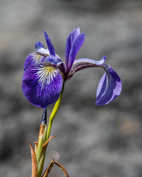 Blueflag Lily