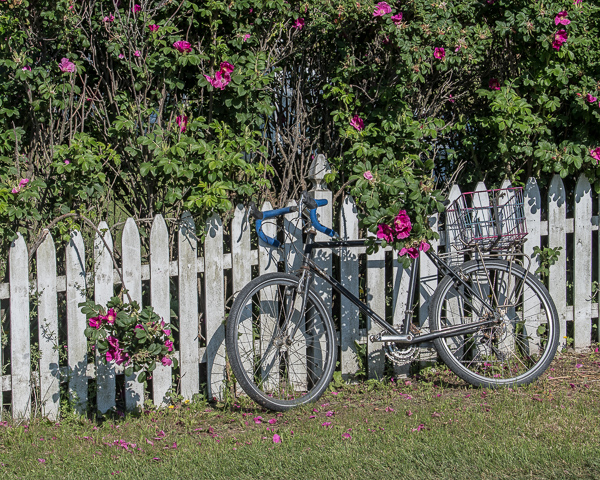 Beach Rose Hedge & Bicycle