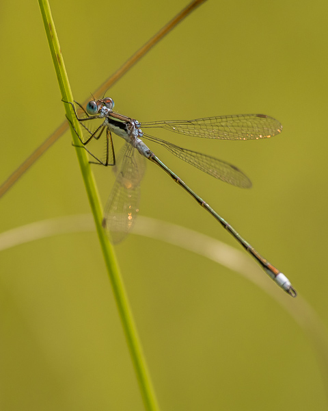 Northern Spreadwing (male)