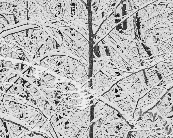 Snowy Trees #1