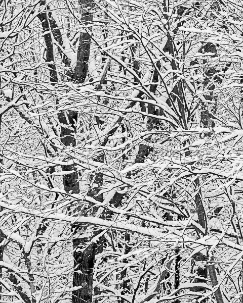 Snowy Trees #3