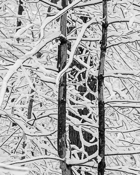 Snowy Trees #4