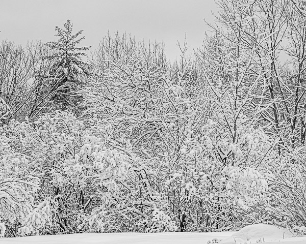 Snowy Trees #5